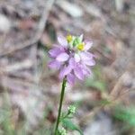 Polygala curtissii flower picture by Mason Hoffman (cc-by-sa)