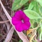 Calibrachoa caesia flower picture by Trap Hers (cc-by-sa)