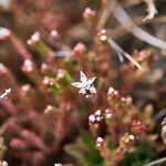 Sedum anglicum habit picture by Aurélia et JChris Courte-Barbary (cc-by-sa)