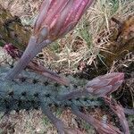 Cereus aethiops flower picture by Trap Hers (cc-by-sa)