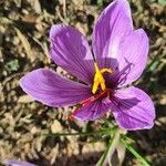 Crocus sativus flower picture by NougAlex (cc-by-sa)