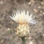 Centaurea alba flower picture by Diego Alex (cc-by-sa)