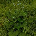 Brunnera macrophylla habit picture by T P (cc-by-sa)