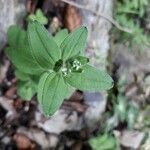 Galium scabrum flower picture by beurny (cc-by-sa)