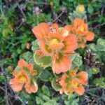 Castilleja mendocinensis flower picture by Smith Hobo (cc-by-sa)