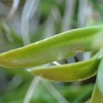 Gentiana pyrenaica fruit picture by Yoan MARTIN (cc-by-sa)