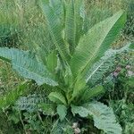 Dipsacus fullonum habit picture by Ornel Jokerrr83 (cc-by-sa)