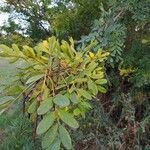 Caragana arborescens fruit picture by Asuan (cc-by-sa)