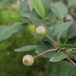 Malus halliana fruit picture by Dieter Albrecht (cc-by-sa)