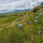 Delphinium leroyi habit picture by susan brown (cc-by-sa)