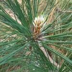 Pinus roxburghii leaf picture by Rakesh Verma (cc-by-sa)