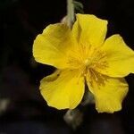 Helianthemum nummularium flower picture by Fabrice Mélet (cc-by-sa)