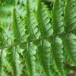 Dryopteris oligodonta leaf picture by Udo Herkommer (cc-by-sa)