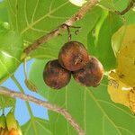 Cordia subcordata fruit picture by Emanuele Santarelli (cc-by-sa)