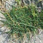 Sesleria caerulea leaf picture by Shoe Bean (cc-by-sa)