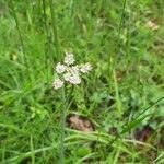 Oenanthe pimpinelloides flower picture by Bernard Yor (cc-by-sa)