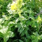 Oenothera biennis habit picture by Philippe Levarlet (cc-by-sa)