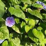 Ipomoea purpurea leaf picture by alberi molise (cc-by-sa)