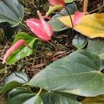 Anthurium andraeanum leaf picture by Anacona yoselin yohana (cc-by-sa)