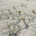 Cyperus capitatus habit picture by Sylvain Piry (cc-by-sa)