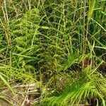 Athyrium distentifolium habit picture by Pierre LEON (cc-by-sa)