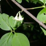 Chiococca semipilosa flower picture by Nelson Zamora Villalobos (cc-by-nc)