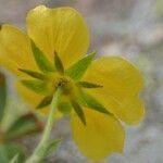 Potentilla frigida flower picture by Yoan MARTIN (cc-by-sa)