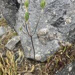 Diplostephium eriophorum habit picture by Fabien Anthelme (cc-by-sa)