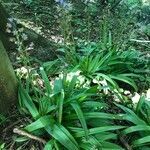 Hyacinthoides hispanica habit picture by Joaquin Guzman Espinola (cc-by-sa)