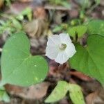 Ipomoea lacunosa flower picture by Dennis Brooks (cc-by-sa)