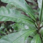 Euphorbia sinclairiana leaf picture by Nelson Zamora Villalobos (cc-by-nc)