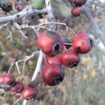 Crataegus laciniata fruit picture by pedro cervera (cc-by-sa)