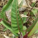 Malosma laurina leaf picture by James James (cc-by-sa)