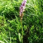 Dactylorhiza fuchsii habit picture by Alain Bigou (cc-by-sa)