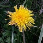 Taraxacum obovatum flower picture by Nadette Colnot (cc-by-sa)