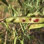 Lathyrus tingitanus fruit picture by Monteiro Henrique (cc-by-sa)