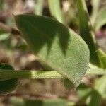 Gaillardia pulchella leaf picture by Jean-Louis C. (cc-by-sa)