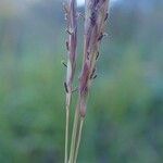 Bothriochloa ischaemum fruit picture by Yoan MARTIN (cc-by-sa)