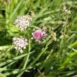 Oenanthe fistulosa flower picture by Olive Prov (cc-by-sa)