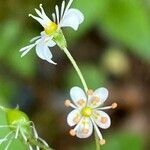 Saxifraga cuneifolia flower picture by Francois Mansour (cc-by-sa)