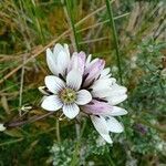 Gentianella corymbosa flower picture by Gabriel OLLIVIER (cc-by-sa)