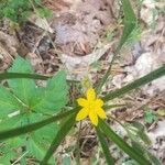 Hypoxis hirsuta flower picture by John Cumper (cc-by-sa)