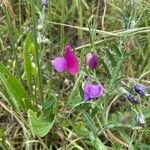 Lathyrus hirsutus flower picture by Gonzàlez Niell Víctor (cc-by-sa)