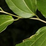 Celtis iguanaea leaf picture by Nelson Zamora Villalobos (cc-by-nc)