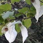 Davidia involucrata flower picture by Dieter Albrecht (cc-by-sa)