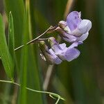 Lathyrus palustris flower picture by Heinz Gass (cc-by-sa)