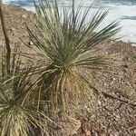 Yucca angustissima leaf picture by Serena boettcher (cc-by-sa)