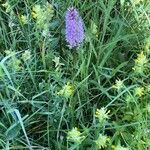 Dactylorhiza fuchsii habit picture by David Hocken (cc-by-sa)