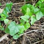 Cocculus carolinus habit picture by Joshua Kuykendall (cc-by-sa)