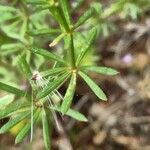 Galium taygeteum leaf picture by bas yves (cc-by-sa)